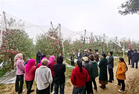苹果视频-苹果种植技术